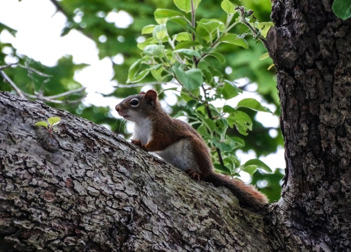 little red squirrel