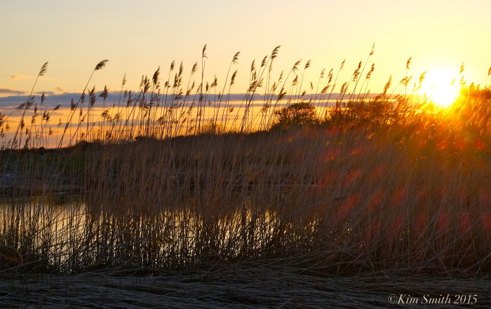 Loblolly Cove Rockport Massachusetts ©Kim Smith 2015