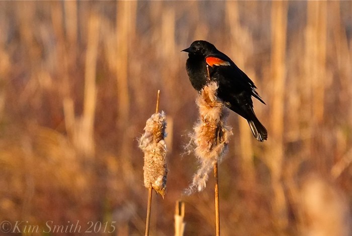 Male Red-winged Blackbird Massachusetts -4 ©Kim Smith 2015