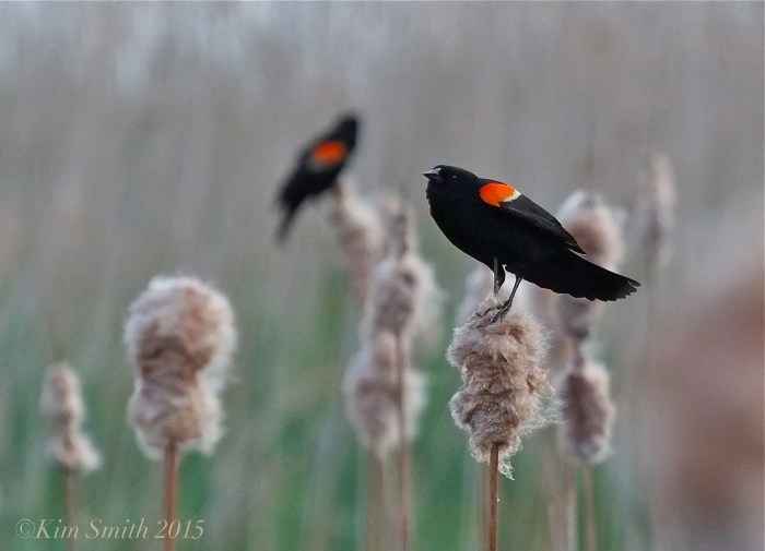 Male Red-winged Blackbird Massachusetts -5 ©Kim Smith 2015