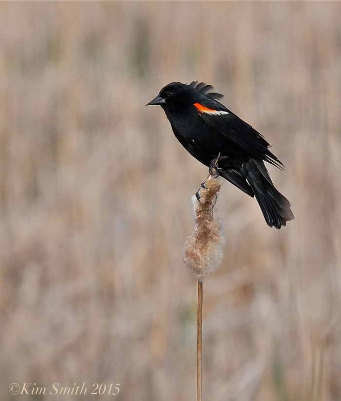 Male Red-winged Blackbird Massachusetts-6  ©Kim Smith 2015