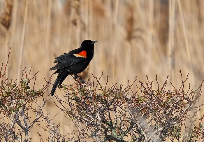 Male Red-winged Blackbird Massachusetts -8 ©Kim Smith 2015