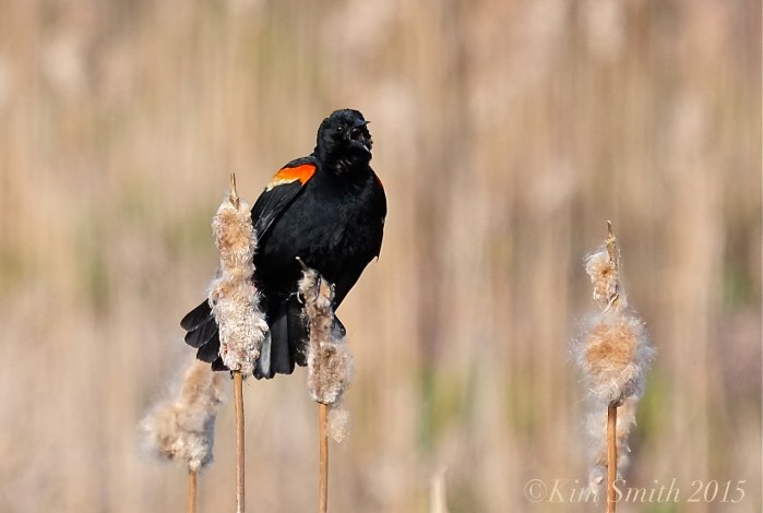 Male Red-winged Blackbird Massachusetts ©Kim Smith 2015