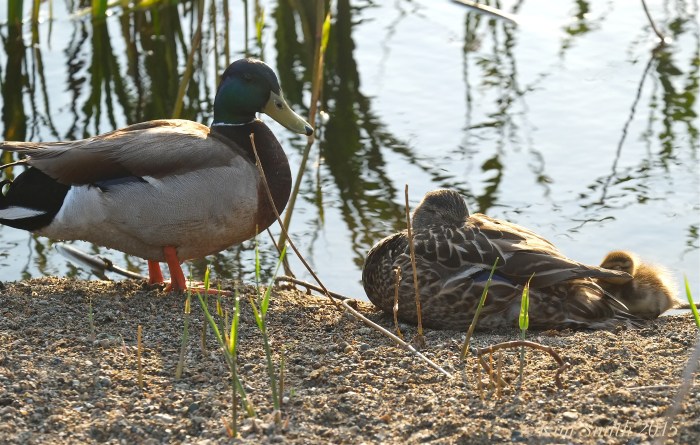Mallard Duck Family ©Kim Smith 2015