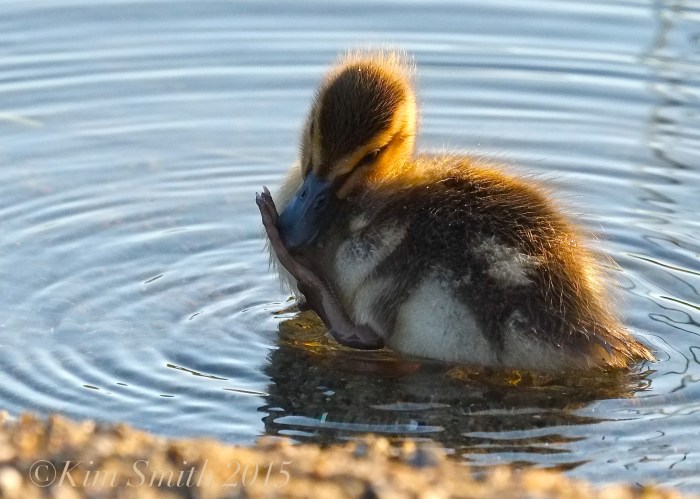 Mallard Duckling Grooming ©Kim  Smith 2015