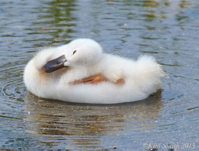 Mute swan cygnet -3  Massachusetts ©Kim Smith 2015
