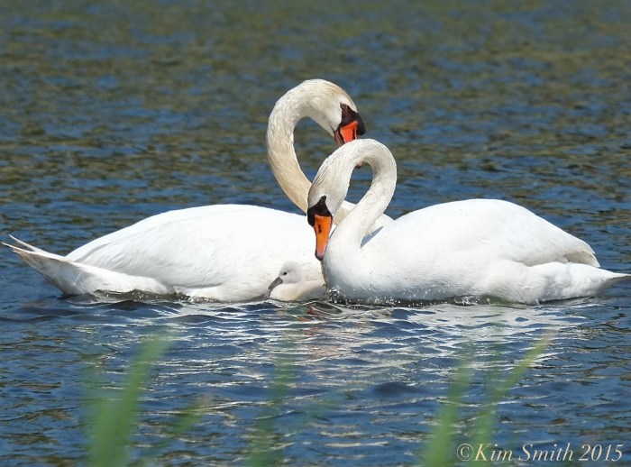 Mute swan cygnet cob pen, female male Massachusetts ©Kim Smith 2015