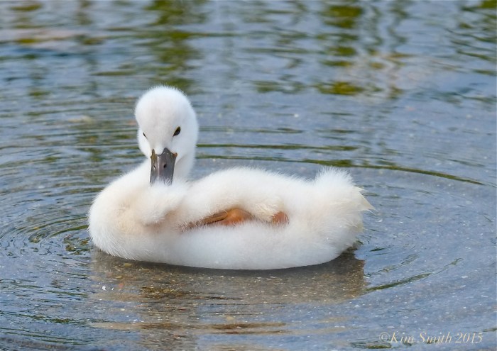 Mute swan cygnet  Massachusetts  -1©Kim Smith 2015