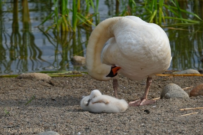 Mute swan cygnet pen, female Massachusetts -2 ©Kim Smith 2015