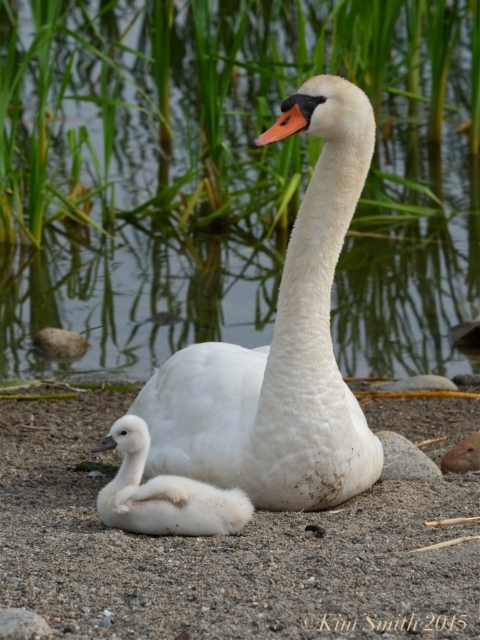 Mute swan cygnet pen, female Massachusetts -3 ©Kim Smith 2015