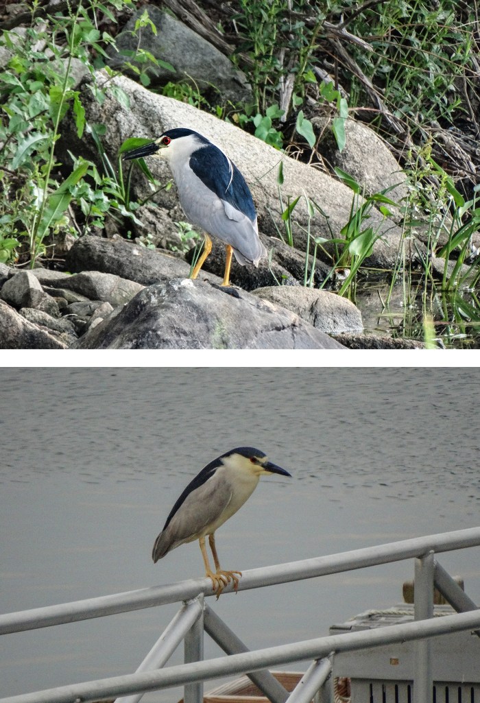 night heron rn and niles