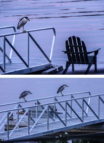 one night heron two night herons