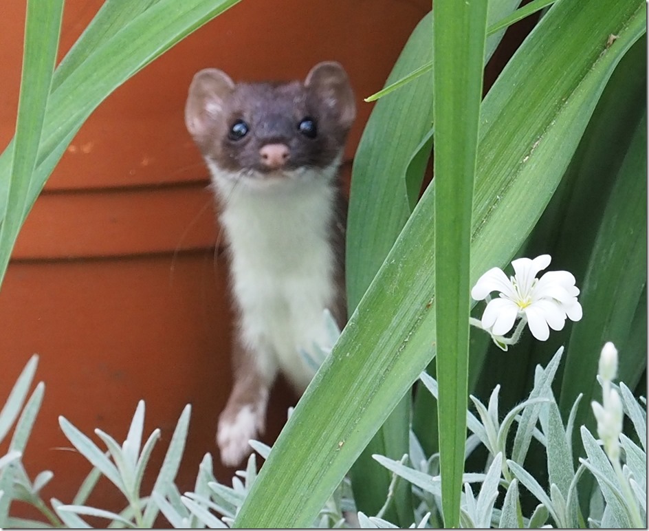 Weasel crop