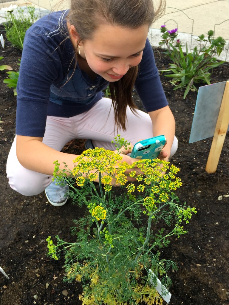 Willa photographing caterpilars