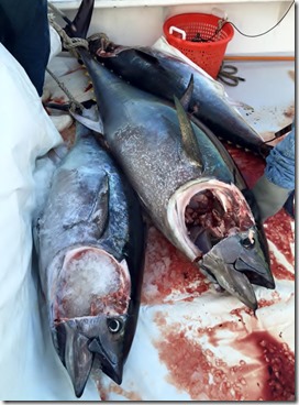 11742904_10204449916555448_4741749718854140598_n