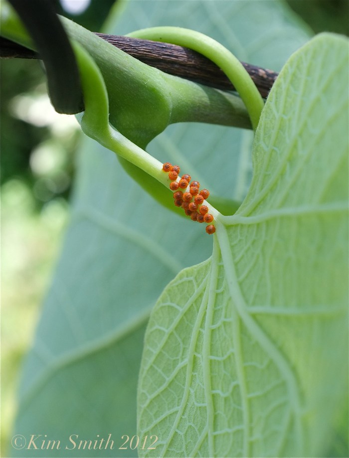 11a. Pipevine Eggs