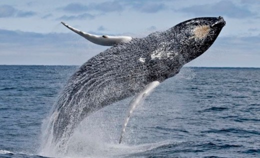 7-seas-whale-watch-51d2377354b9720f71005f0b