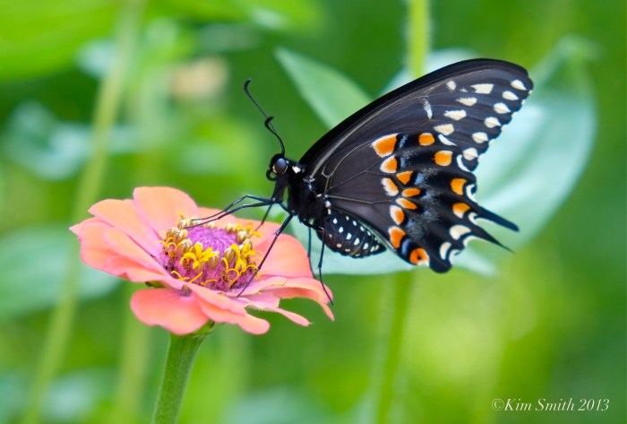 Black Swallowtail Butterfly Zinnia Male ©Kim Smith 2013.