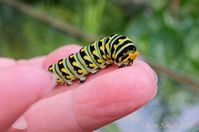 Black Swallowtail osmeterium ©Kim Smith 2011 copy