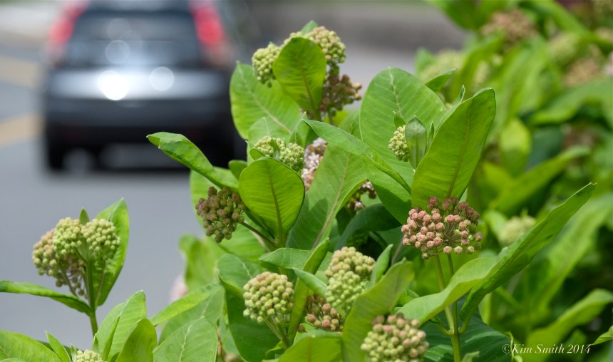 Common Milweed Asclepias syriaca ©Kim Smith 2014