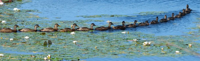Ducks in a Row ©Kim Smith 2015