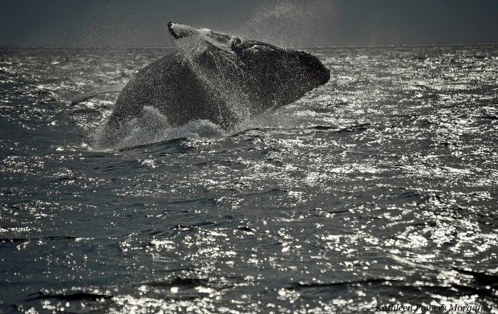 flyingwhale_websharpname-3_edited-1