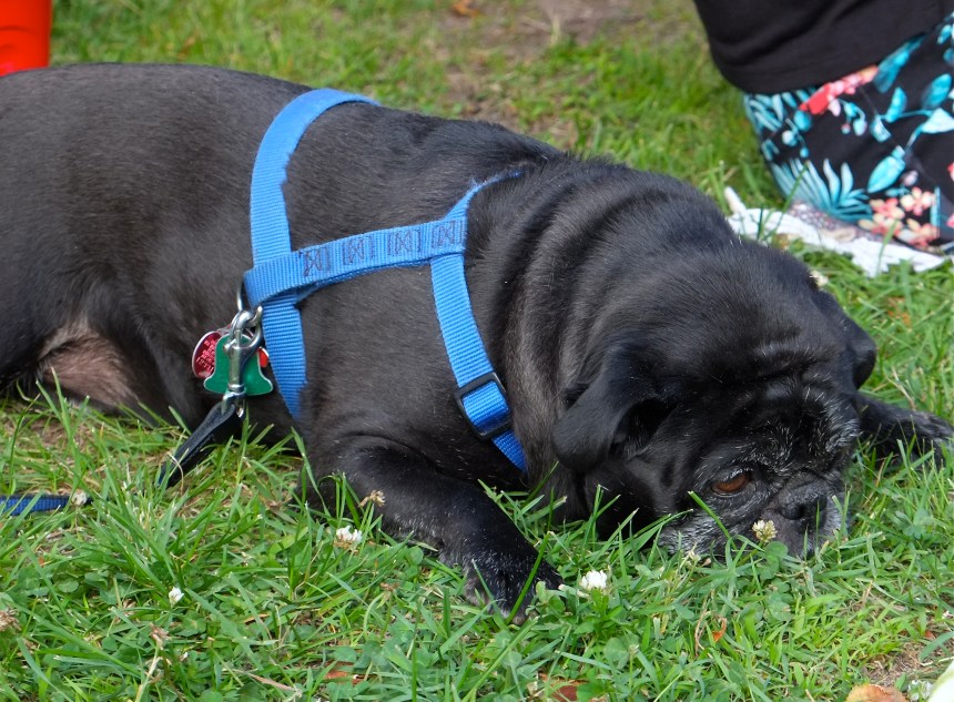 Gloucester Horribles Parade -11 ©Kim Smith 2015