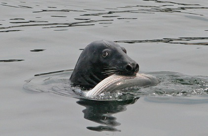 gray-seal-3