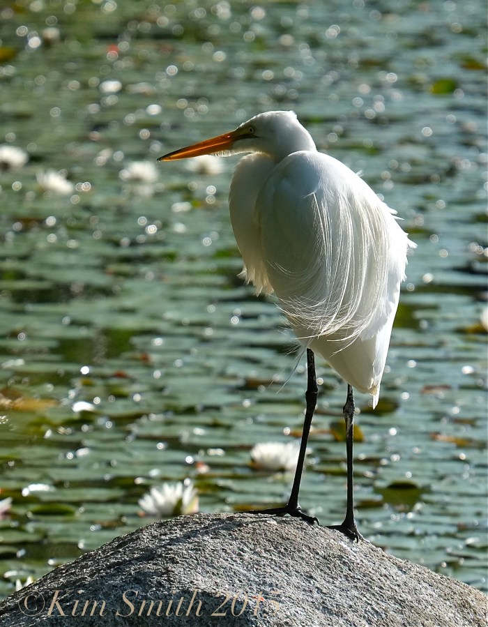 Great Egret airgrettes ©Kim Smith 2015