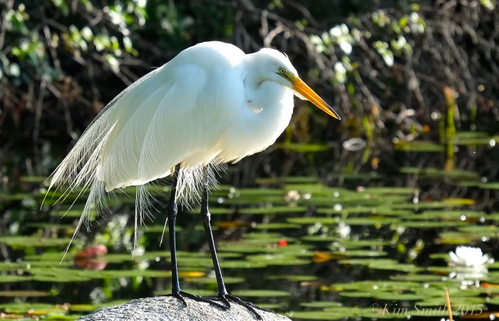 Great Egret Gloucester airgrettes ©Kim Smith 2015