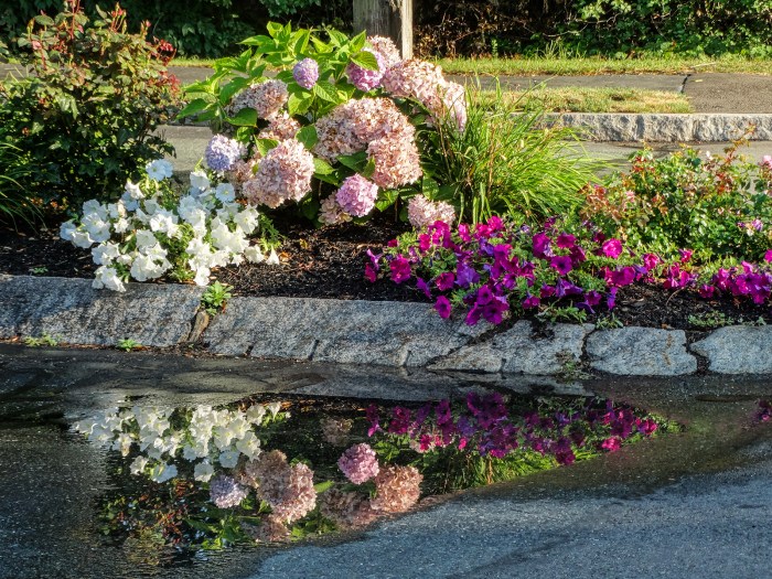 hawthorne place flower reflections