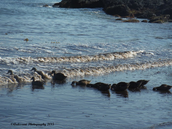 July 16, 2015 family of ducks feeding time
