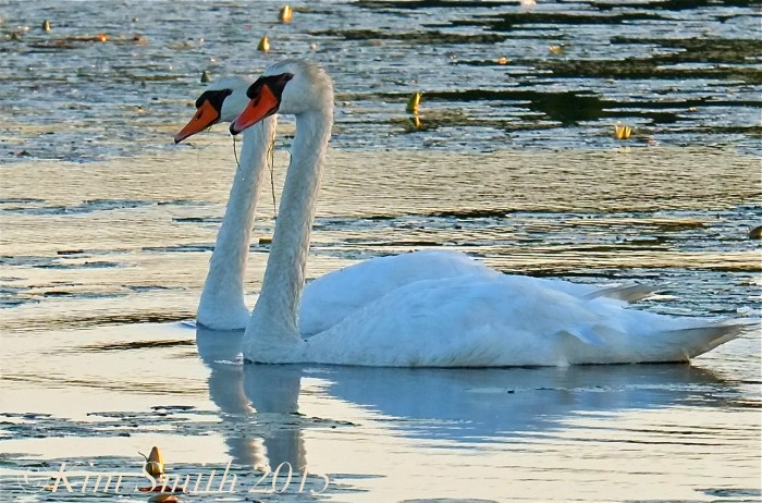 Mute Swan male female çygnus olor ©Kim Smith 2015