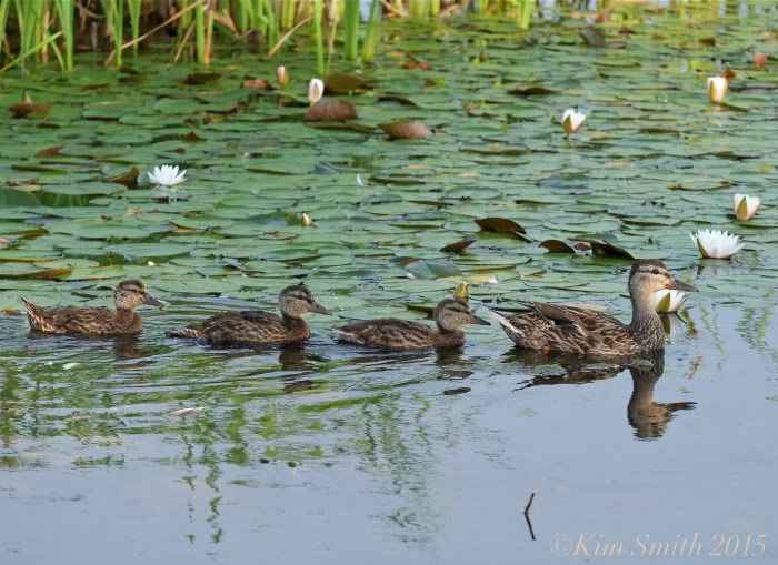 Niles Pond Ducklings -2 ©Kim Smith 2015