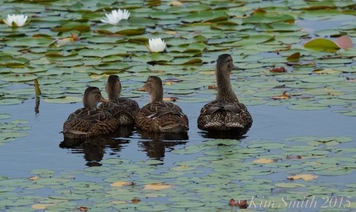 Niles Pond Ducklings -3 ©Kim Smith 2015