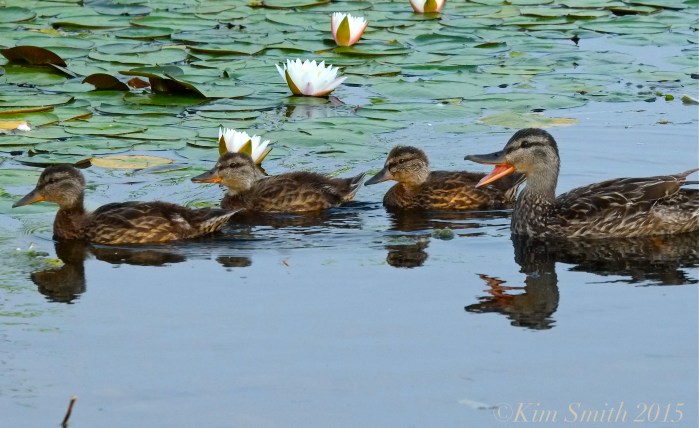 Niles Pond Ducklings -4 ©Kim Smith 2015