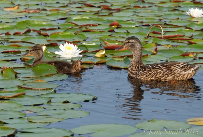 Niles Pond Ducklings -5 ©Kim Smith 2015