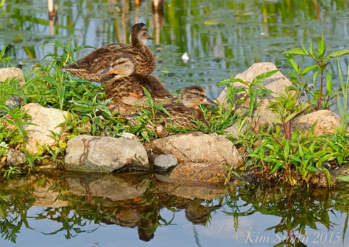 Niles Pond Ducklings ©Kim Smith 2015