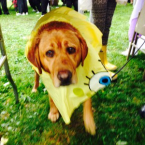 NSMC Cancer Walk Wet Dog FullSizeRender