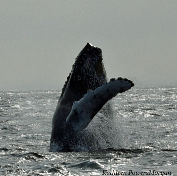 onearm_editedsharpname-1