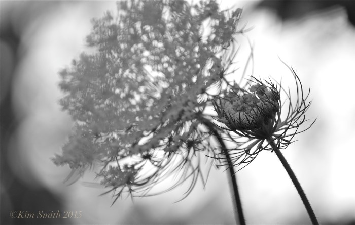 Queen Annes's Lace -3 ©Kim smith 2015