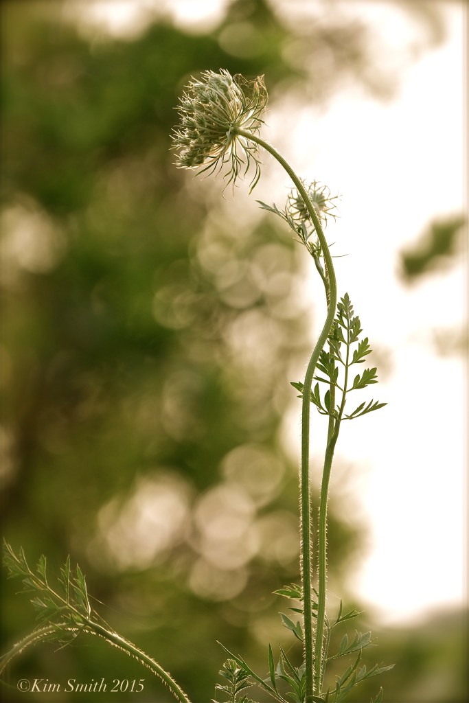 Queen Annes's Lace ©Kim smith 2015