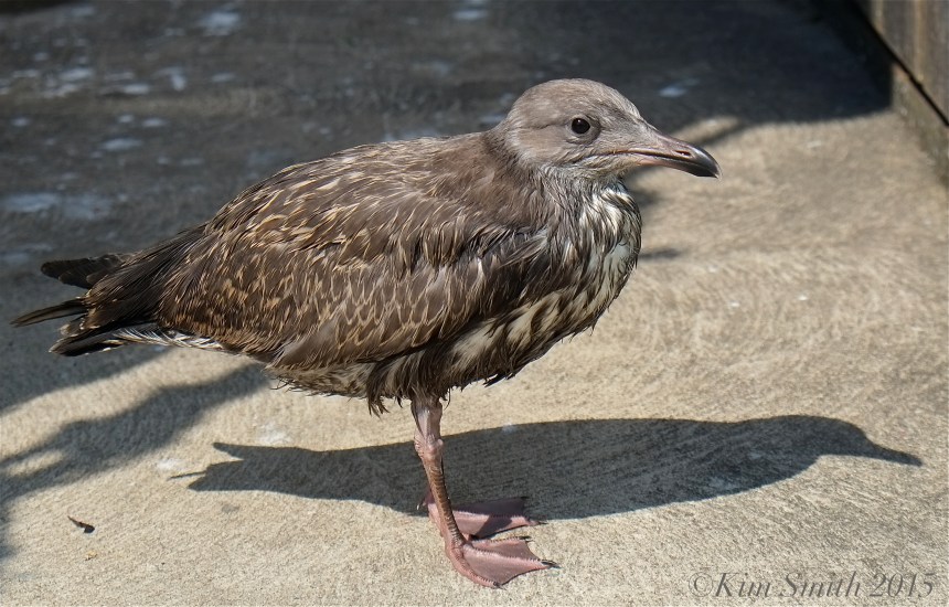 Seagull fledgling ©Kim Smith 2015