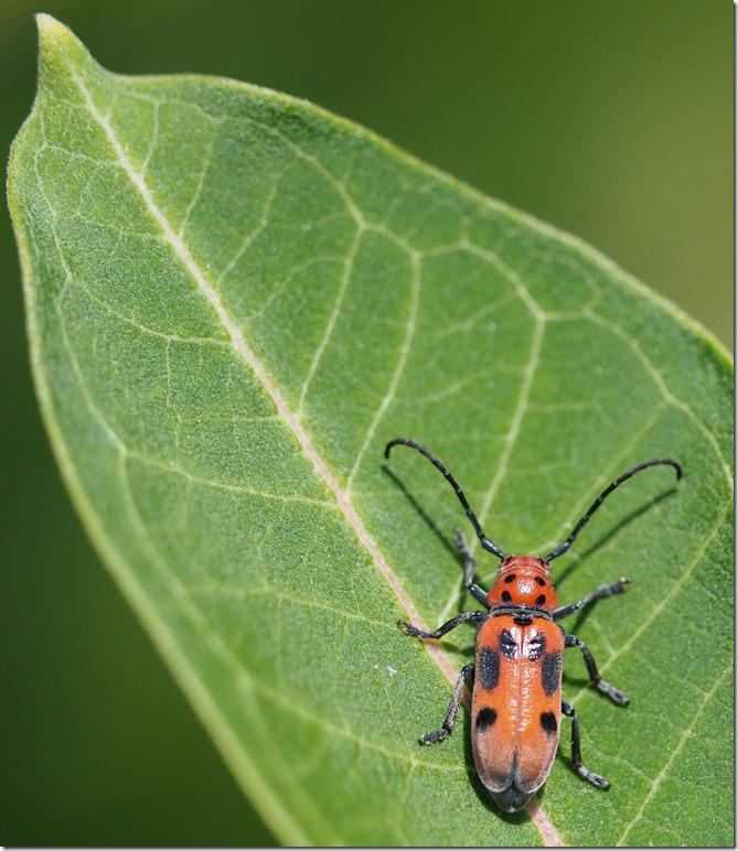 Transmogrifiied Monarch butterfly on milkweed