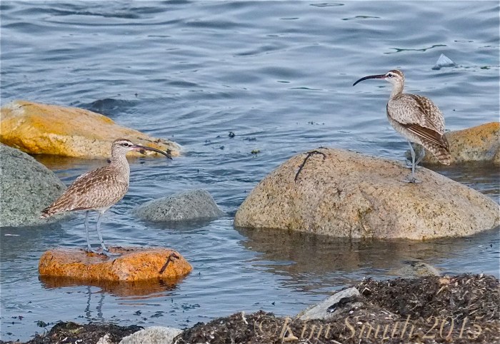 Whimbrels East Gloucester Massachusetts july 25 ©Kim Smith 2015