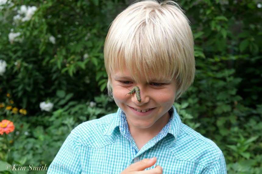 Atticus Monarch caterpillar ©Kim Smith 2015