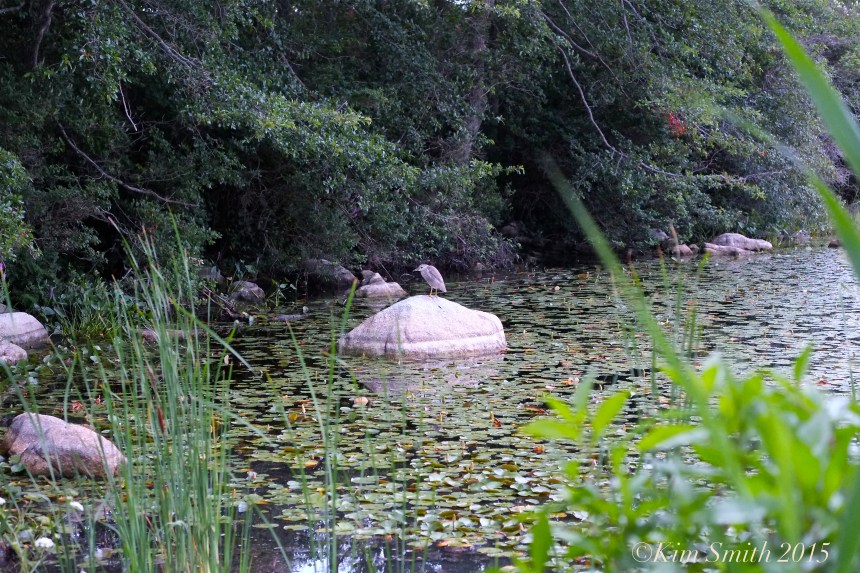 Black-crowned Night Heron fledgling Gloucester -5 ©Kim Smith 2015