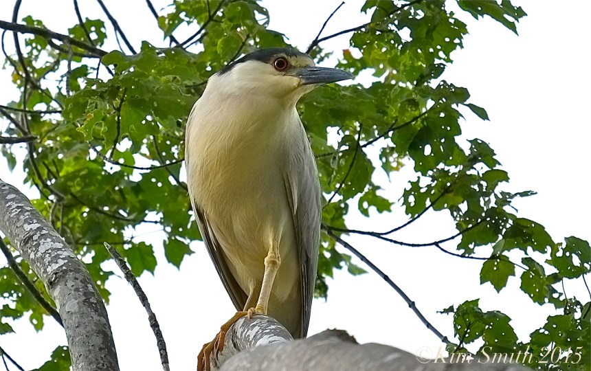 Black-crowned Night Heron Gloucester -1 ©Kim Smith 2015