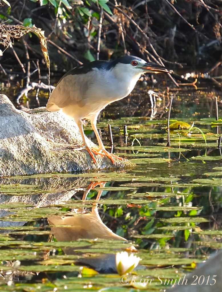 Black-crowned Night Heron Gloucester -2 ©Kim Smith 2015