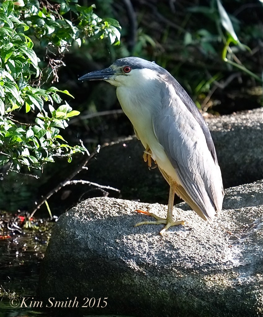 Black-crowned Night Heron Gloucester -3 ©Kim Smith 2015